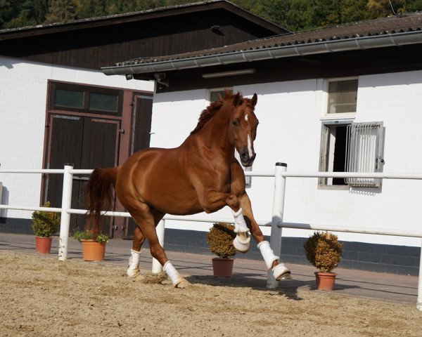 dressage horse Quatschkopp (Oldenburg, 2013, from Quaterback)