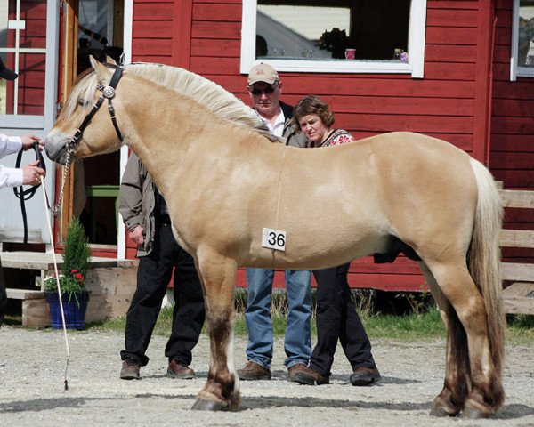 horse Henning Skeigaard (Fjord Horse,  , from Torsetblakken)