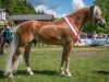 horse Franz-Josef 18 (Haflinger, 2011, from Antiss - W)