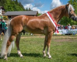 horse Franz-Josef 18 (Haflinger, 2011, from Antiss - W)