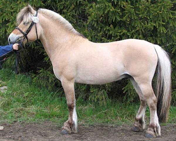Pferd Huginn (Fjordpferd, 2000, von Sæthersblakken N.2711)