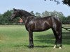 broodmare Fianchetta (German Riding Pony, 2007, from Henry)