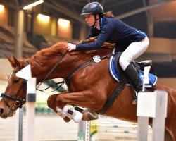 broodmare Valerina 9 (Oldenburg show jumper, 2012, from Van Helsing)