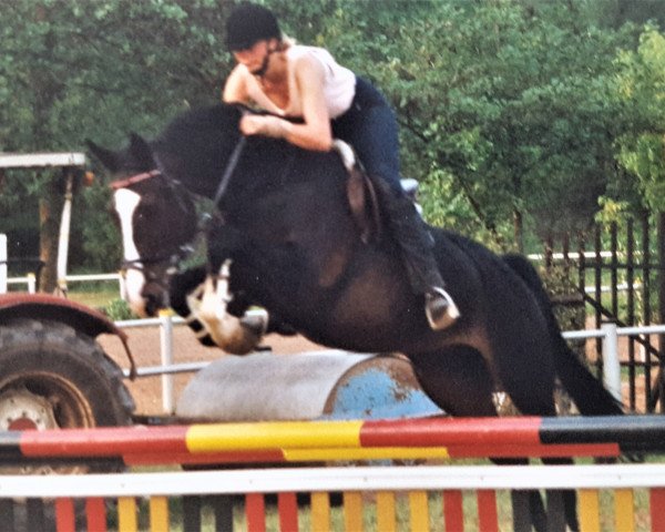 Zuchtstute Rose (Hessisches Warmblut, 1987, von Rescator)