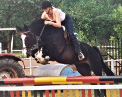 broodmare Rose (Hessian Warmblood, 1987, from Rescator)