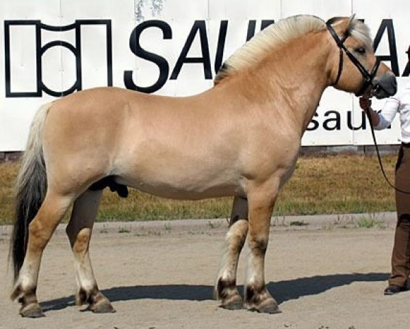 stallion Nigards Rasmus 3 F (Fjord Horse, 1997, from Enar N.2020)