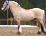 horse Solsikkens Sigurd 5 F (Fjord Horse, 2002, from Säthersblakken 2 F)