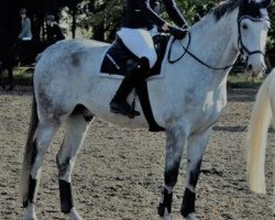 jumper Colour my Heart Chronos (German Sport Horse, 2012, from Ciaco's Son S)