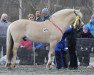 stallion Rønning Gubben (Fjord Horse, 2010, from Svoras Isak N-06-2525)