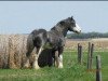 stallion Wooden Spoke Spider Maxton (Clydesdale, 2000, from Greendykes Maxton)