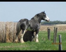 stallion Wooden Spoke Spider Maxton (Clydesdale, 2000, from Greendykes Maxton)