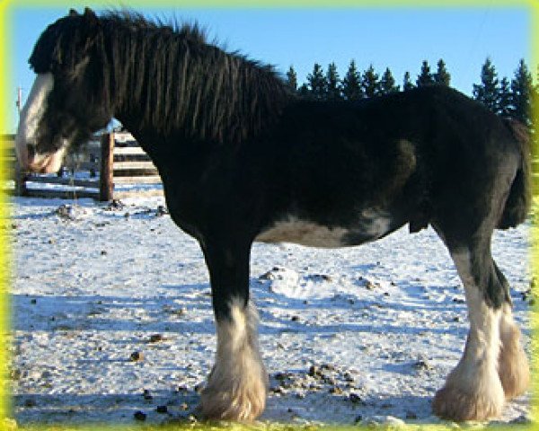 stallion Sandy Ridge Maxton Edward (Clydesdale, 2005, from Wooden Spoke Spider Maxton)