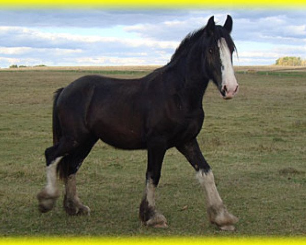 stallion Bighorn Alexander (Clydesdale, 2012, from Sandy Ridge Maxton Edward)