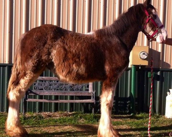 horse Big Shoe Bourbon (Clydesdale, 2015, from Class E Kazaam's Bentley)