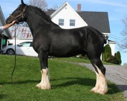 Deckhengst Big Shoe Baxter (Clydesdale, 2009, von Star Hill Mack)