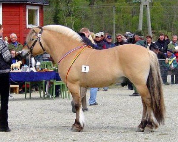 stallion Rånnar N.2591 (Fjord Horse, 1995, from Enar N.2020)