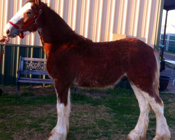 Deckhengst Big Shoe Brinks (Clydesdale, 2015, von Class E Kazaam's Bentley)