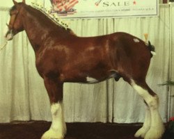 Deckhengst Big Shoe Alumni (Clydesdale, 2011, von Maple Stone Stuart Maxton)