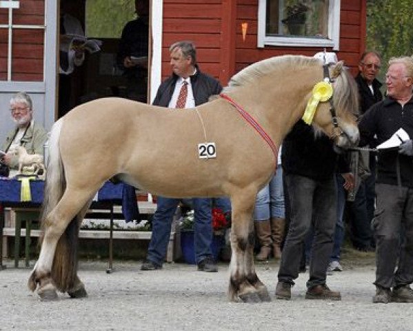 Deckhengst Balder Mann N.2647 (Fjordpferd, 2008, von Krogs Balder)