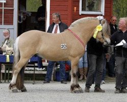 stallion Balder Mann N.2647 (Fjord Horse, 2008, from Krogs Balder)