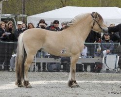 stallion Fløgstad Odin (Fjord Horse, 2009, from Fattnes Jonas N.2659)