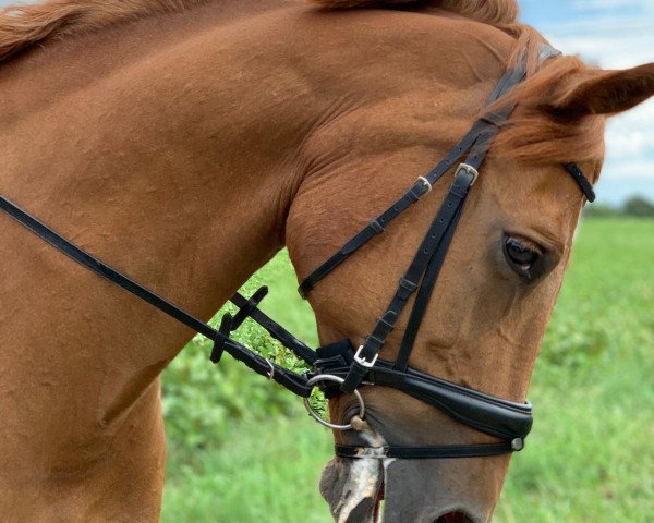 Pferd Leandro (Deutsches Reitpferd, 2003, von Larioso)