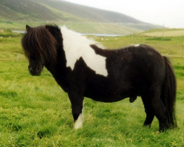 Deckhengst Sweyn of Gott (Shetland Pony (unter 87 cm), 1993, von Stanhoe Caper)