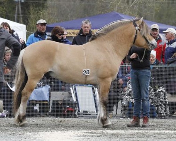 Pferd Augustus Solberg (Fjordpferd, 2009, von Myklemann N-00-2653)