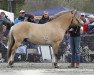 horse Augustus Solberg (Fjord Horse, 2009, from Myklemann N-00-2653)