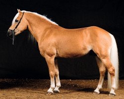 Deckhengst liz. 350/T Stainz (Haflinger, 2004, von liz. 201/T Standschütz)