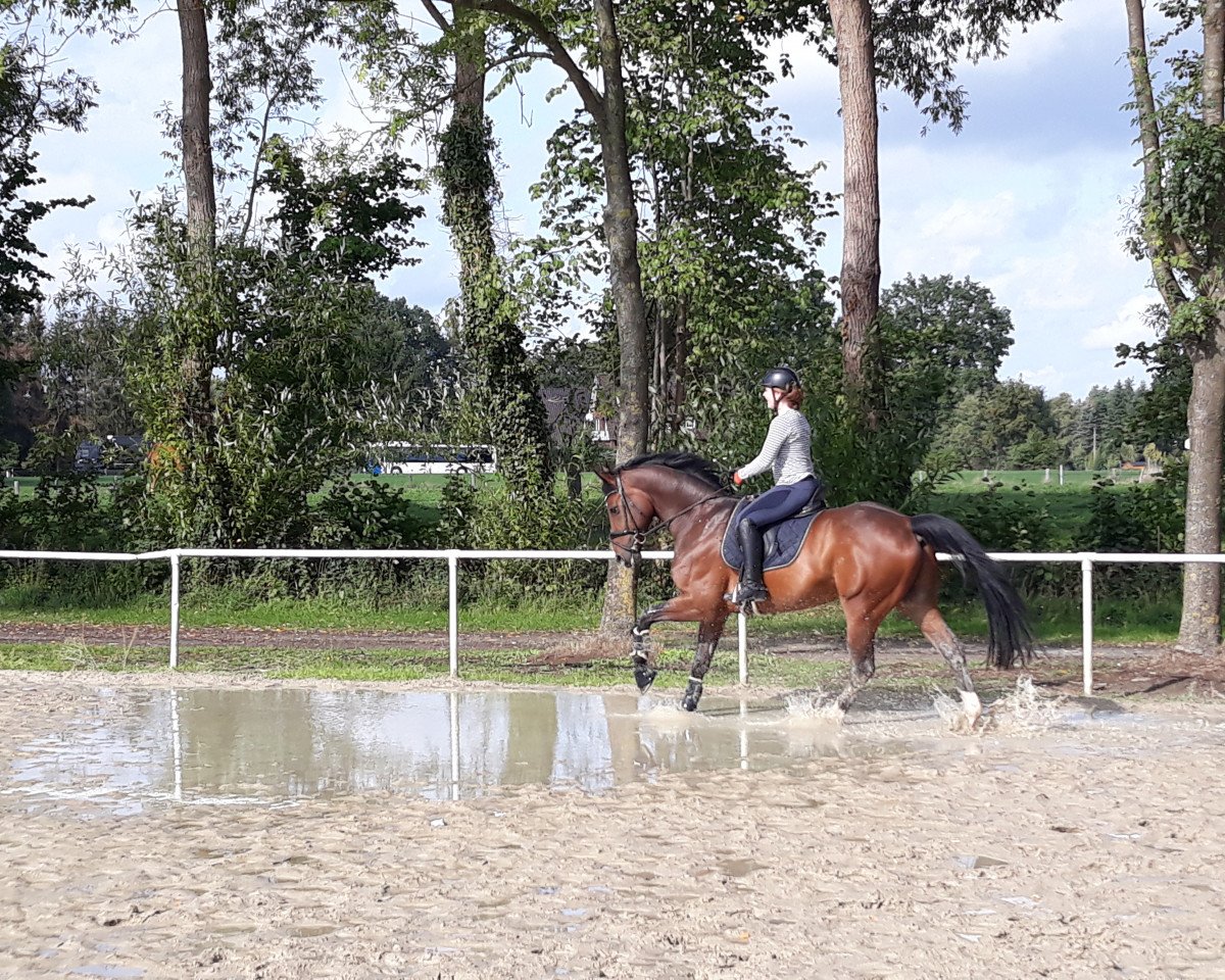dressage horse Florenzio 3 (Oldenburg, 2012, from Fidertanz)