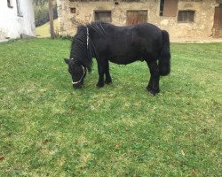 horse Gustav (Shetland Pony, 2009, from Gianni)