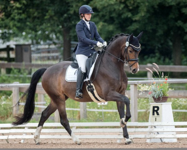 dressage horse Finlay 32 (Hanoverian, 2014, from Foundation 2)