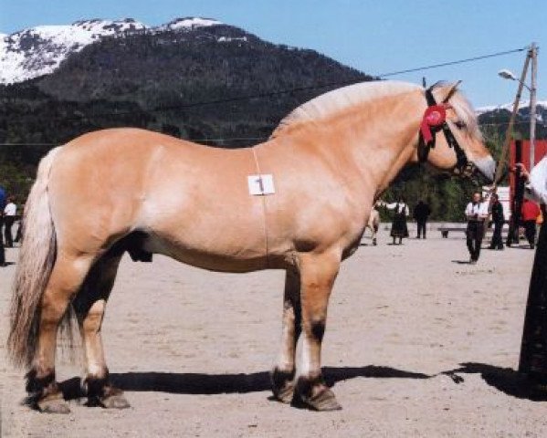 stallion Enar N.2020 (Fjord Horse, 1986, from Ene 55 SWE)