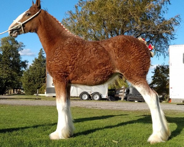 Pferd Aicro Edith (Clydesdale, 2019, von Sky Ridge Majestic Maxamillion)