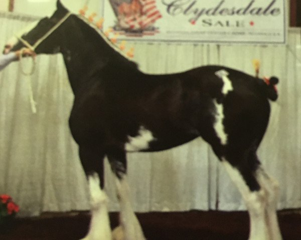 Zuchtstute Betty's Autumn (Clydesdale, 2009, von Grandview Eli's Just-In-Step)