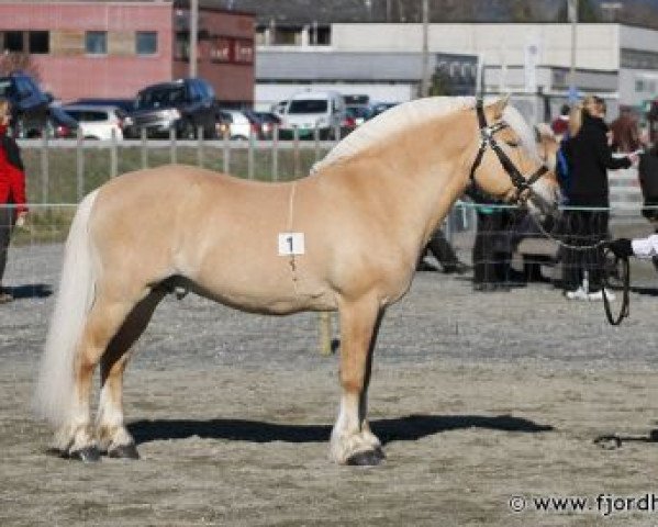 stallion Kneist N.2669 (Fjord Horse, 1992, from Hertug N.2523)