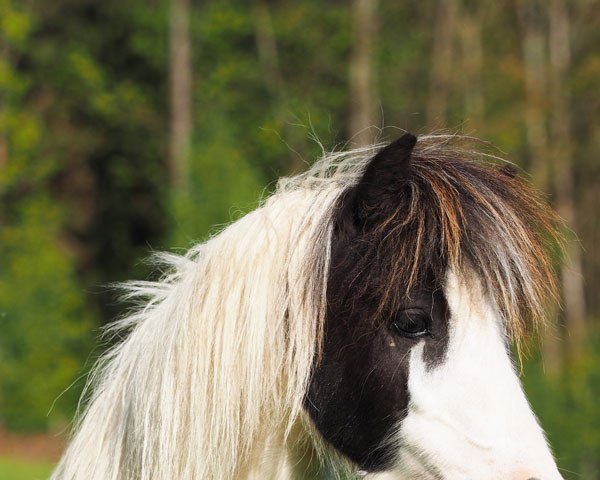 broodmare Hermits Miss Money Penny (Shetland pony (under 87 cm), 2018, from Hermits Top Gun)