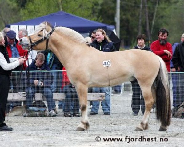 stallion Terne Prins N.2565 (Fjord Horse, 2005, from Knapstaprinsen)