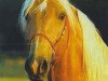 stallion Imagine That (American Saddlebred Horse, 1986, from Stardust Acres)