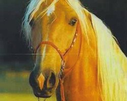 stallion Imagine That (American Saddlebred Horse, 1986, from Stardust Acres)