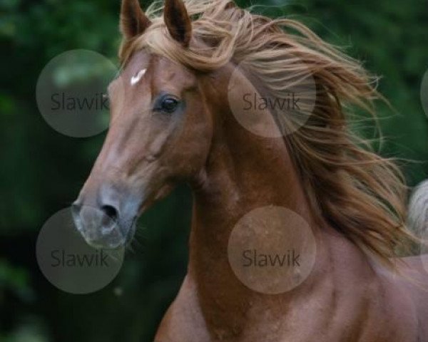 stallion Genius Premier Prince (American Saddlebred Horse, 1992, from Genius Bourbon Prince)