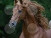 Deckhengst Genius Premier Prince (American Saddlebred Horse, 1992, von Genius Bourbon Prince)