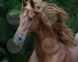 stallion Genius Premier Prince (American Saddlebred Horse, 1992, from Genius Bourbon Prince)