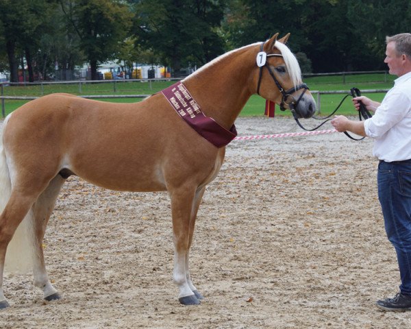 Deckhengst Sterlington (Haflinger, 2017, von Starkwind)