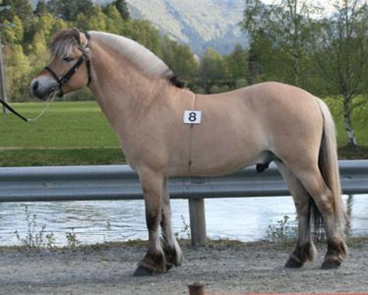 stallion Nytuns Heiden (Fjord Horse, 2007, from Solli Gråen N.2569)