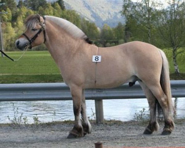 stallion Nytuns Heiden (Fjord Horse, 2007, from Solli Gråen N.2569)