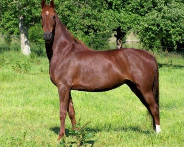 Zuchtstute Princess of Genius Lou (American Saddlebred Horse,  , von Genius Premier Prince)