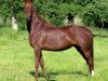 broodmare Princess of Genius Lou (American Saddlebred Horse,  , from Genius Premier Prince)