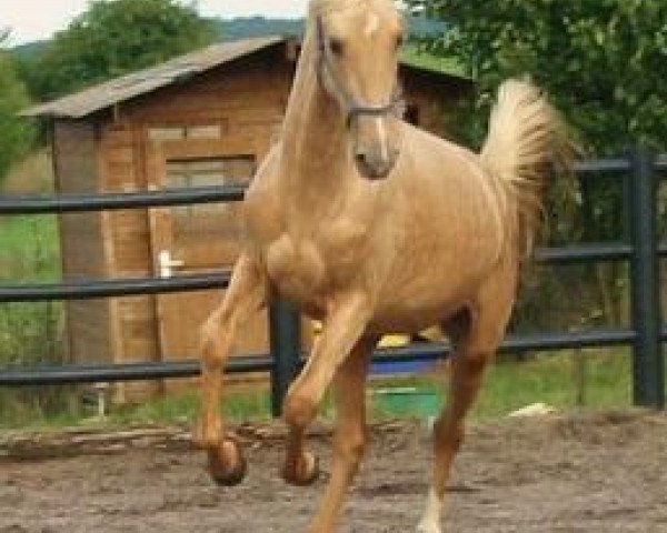 stallion LG's Best (American Saddlebred Horse, 2010, from Imagine That)